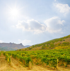 vineyard on mountain slope at the sunny day