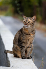 A charming Greek cat relaxing in the sun, sitting on a stone wall in a picturesque village. This image evokes the warmth of Greek culture and the easygoing life of village cats.