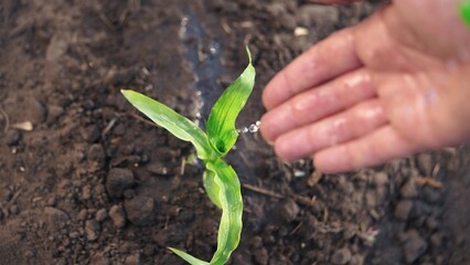 The farmer works in the irrigation corn passionate about farm agriculture. agriculture a business concept. The hand sprout is watering on the corn. hand farmer watering green corn sprout irrigation