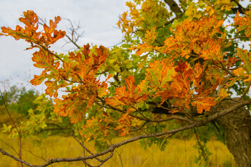 closeup red dry oak tree branch in a forest, beautiful natural outdoor seasonal background