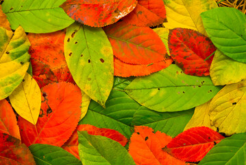 closeup heap of red dry leaves on ground, seasonal natural background