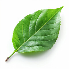 Obraz premium green leaf isolated on white