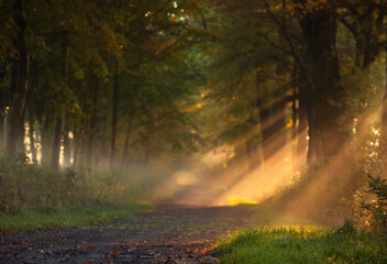 Obraz premium Jesienny, mglisty poranek w promieniach słońca, tapeta, dekoracja. 