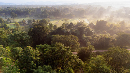 Sri Lanka's morning green wilderness. The sun rises over a dense forest in Sri Lanka, illuminating the rich greenery and mist hanging over the landscape.