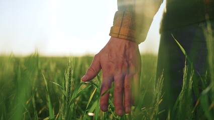 farmer is touches wheat in closeup hand. agriculture a business concept. The farmer works green...