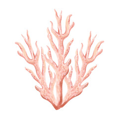 Underwater pink coral. Hand drawn watercolor illustration isolated. Oceanic reef animals, seaweed. Mediterranean and tropical sea theme. Exotic nautical design. Clipart for postcard, print, sticker.