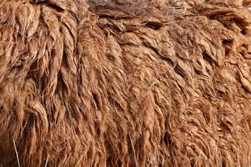 Fell eines Lamas - Lama