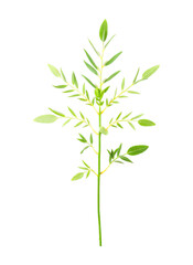 Fototapeta premium Hand-Drawn Plant Illustration with Clear Transparent Background for Design Overlays and Graphics
