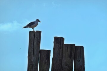 Möwe auf Pfählen