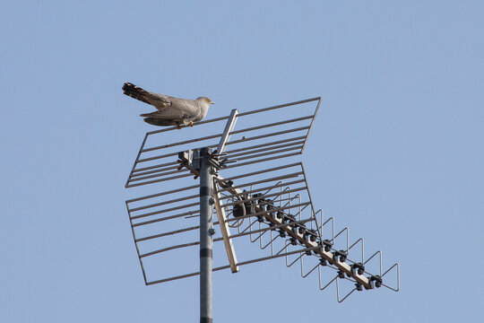 Bird Cuculo (Cuc&ugrave;).
Migratory bird in Italy known as "cuc&ugrave;"; more scientifically known as "cuculo"