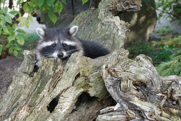 Waschbär auf einem Stumpf