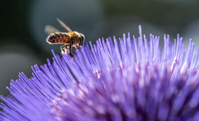 Bee on a cardunculus thistle plant