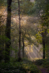 Obraz premium Sun rays through the morning autumn mist in a British woodland