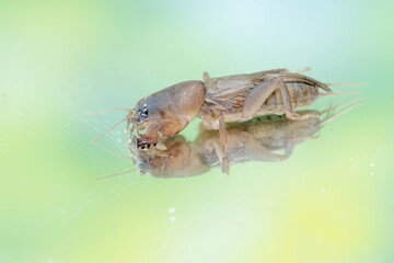 Reflection of a mole cricket on a mirror. This insect has the scientific name Gryllotalpa gryllotalpa.