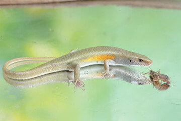 A common sun skink preying on a mole cricket. This reptile has the scientific name Mabouya multifasciata.