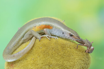 A common sun skink preying on a mole cricket. This reptile has the scientific name Mabouya multifasciata.