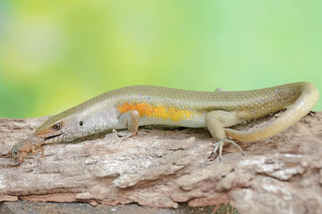 A common sun skink preying on a mole cricket. This reptile has the scientific name Mabouya multifasciata.