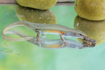 A common sun skink preying on a mole cricket. This reptile has the scientific name Mabouya multifasciata.