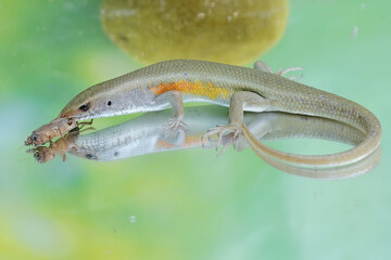 A common sun skink preying on a mole cricket. This reptile has the scientific name Mabouya multifasciata.