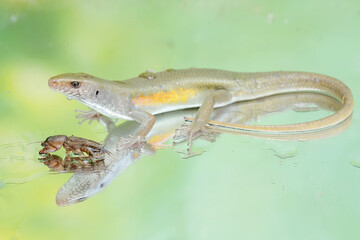 A common sun skink preying on a mole cricket. This reptile has the scientific name Mabouya multifasciata.