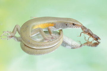 A common sun skink preying on a mole cricket. This reptile has the scientific name Mabouya multifasciata.