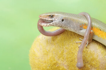 A common sun skink is preying on an earthworm. This reptile has the scientific name Mabouya multifasciata.