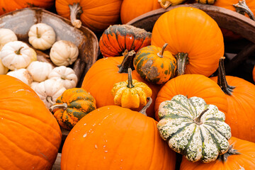 Ingathering.Pumpkins are lying on the table.Lots of pumpkins on market.Halloween