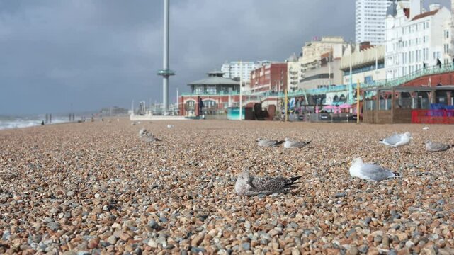 Young Seagulls Resting on a Windy Pebble Beach with i360 Landmark Behind, Brighton, UK