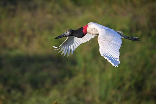 Jabiru Stork Flying in Its Natural Habitat