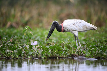 Jabiru Stork Fishing and Looking Down at Vegetation in a Wetland