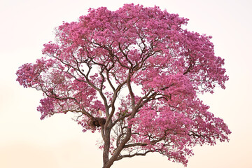 Obraz premium Jabiru Stork Nesting in a Tall Pink Ipe Tree