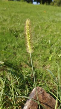 Close up Digitaria iburua or Anthephora Cristata