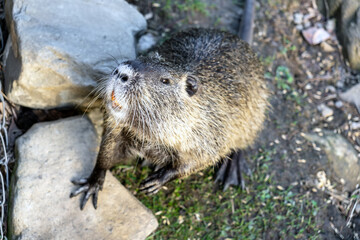 An otter or nutria stands on its hind legs on a lawn close-up