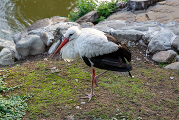 White stork or Ciconia ciconia in the grass on a river background. Wildlife scene from the nature. 