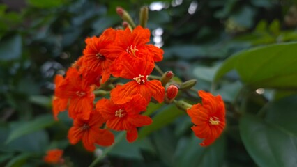 red flower in the garden