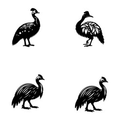 Obraz premium cassowary, icon, vector illustration, white background