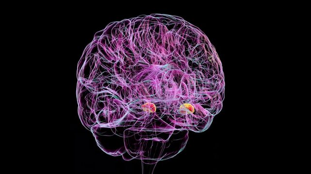 Human brain with highlighted amygdala, responsible for emotion processing, fear response, and memory formation, 3D animation.