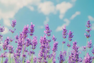 Naklejka premium Purple Lavender Flowers Blooming Against a Soft Blue Sky
