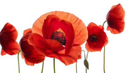 Vibrant red poppy flowers isolated on a white background.