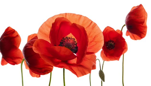 Vibrant red poppy flowers isolated on a white background.
