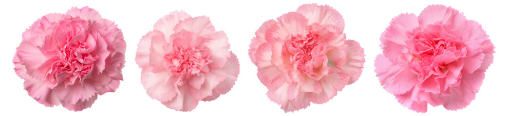 Four delicate pink carnations on a white isolated background, showcasing their soft petals and vibrant color.