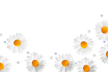 Fototapeta premium Aesthetic png botanical border, floral design in transparent background
