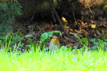 地面におりたコマドリ