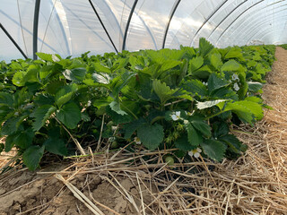 A close-up of a strawberry plant with green leaves and ripening berries. Rows of strawberries growing on straw mulch. The image captures the freshness and natural growth in a farm