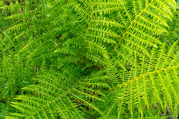 Lush green fern leaves pattern. Many textured fern leaves. Beautiful green background from above
