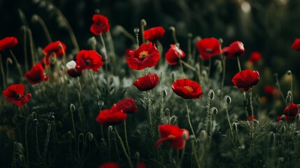 A field of red flowers with a few white flowers in the background