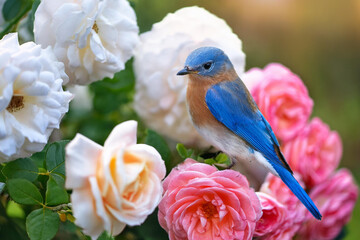 Obraz premium a little blue bird sitting on a rose