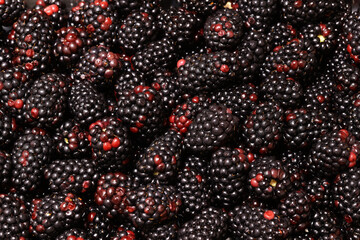 Background image of harvested ripe organic blackberries.