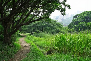 Fototapeta premium A tranquil pathway winds through lush greenery near a bustling cityscape on a hazy morning