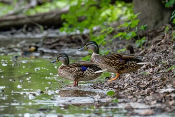 Ducks wade near the tranquil waters of a lush forest bay at dawn's soft embrace